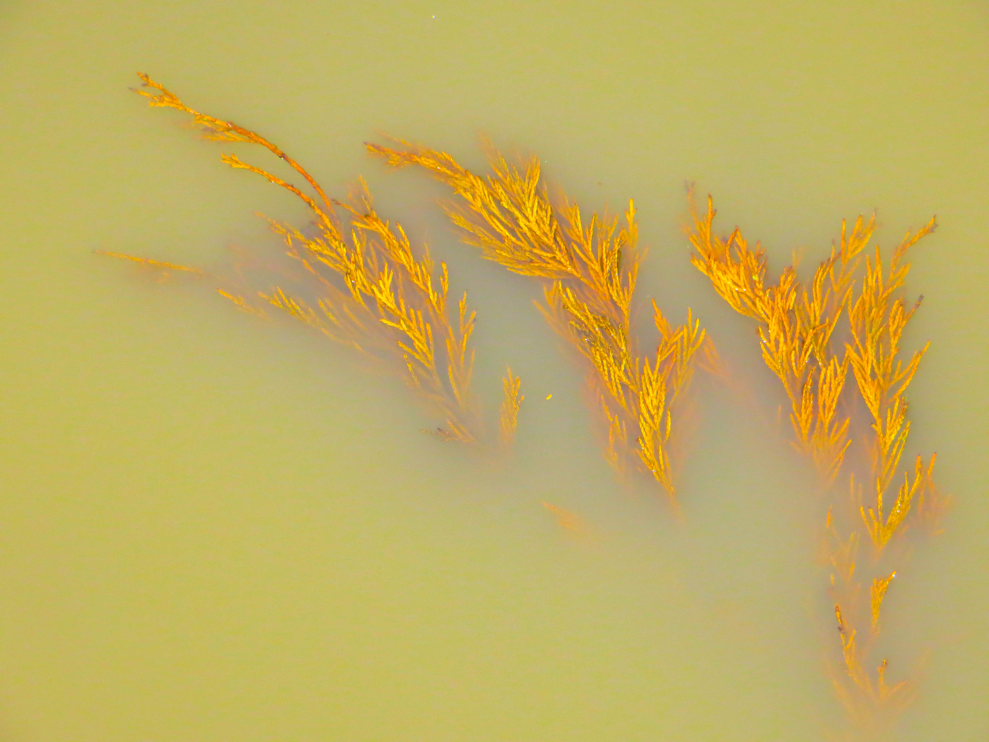 Conifer leaves drowning in flood water