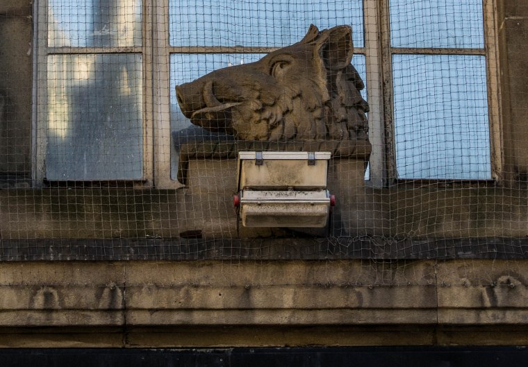 A BOAR AS OPPOSED TO A BORE