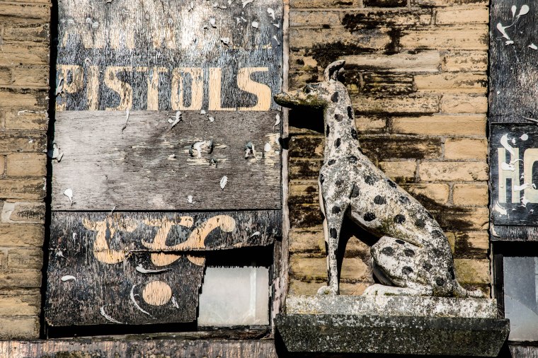 MISSING - ONE HUNDRED DALMATIONS!