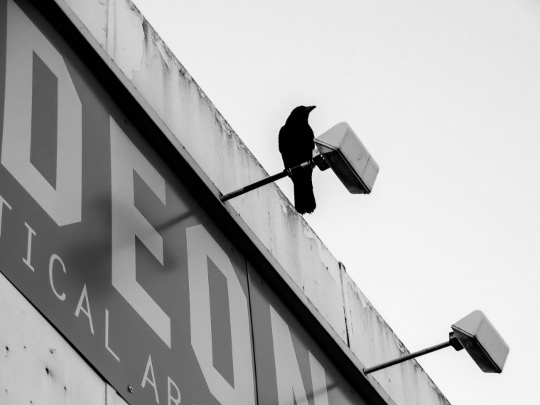 WAITING FOR HITCHCOCK AND TIPPI