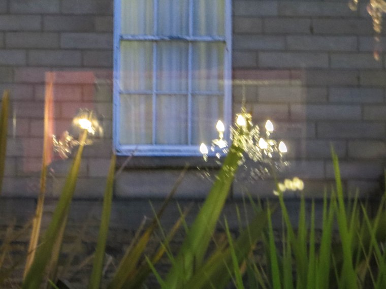 FLOWER LIGHTS