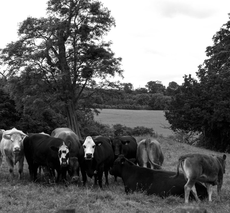 NO-ONE MESSES WITH US COS WE MAKE MINCEMEAT OF THEM!