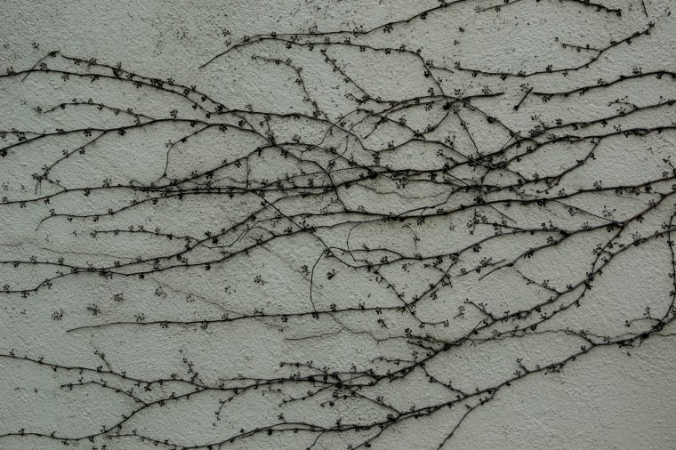 THE MAIDEN'S HAIR LACED WITH FLOWERS